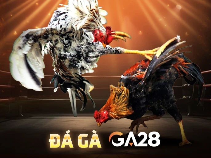 TX88 Đá Gà Livestream