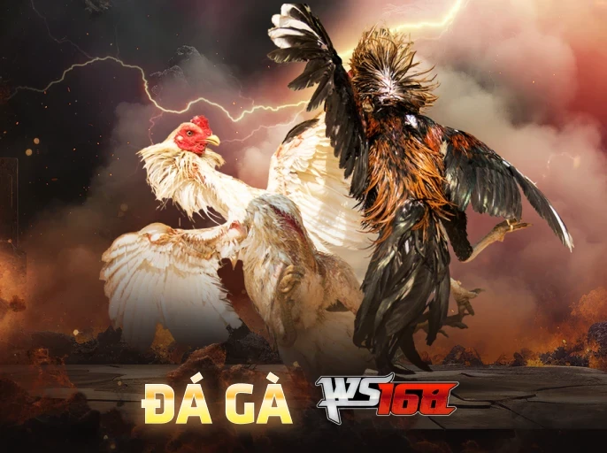 TX88 Đá Gà Livestream